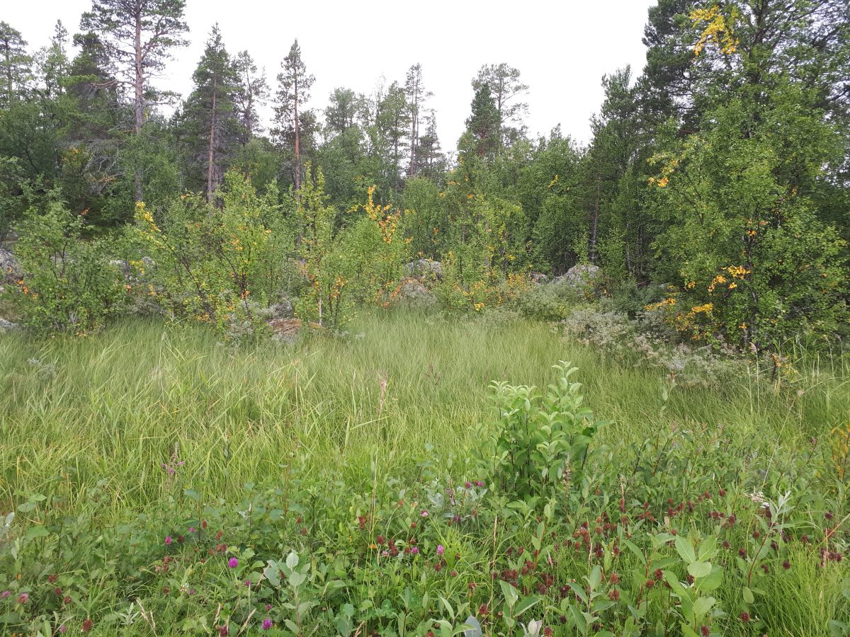 Adolfströmsbloggen – Här bloggar Kjell Johansson med flera om livet i ...